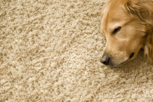 Teppich auf Fußbodenheizung – geht das gut?