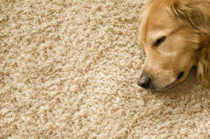 Zusätzlicher Teppich trotz Fußbodenheizung?